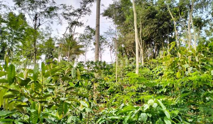 for sale productive coffee plantation in malang car accessible