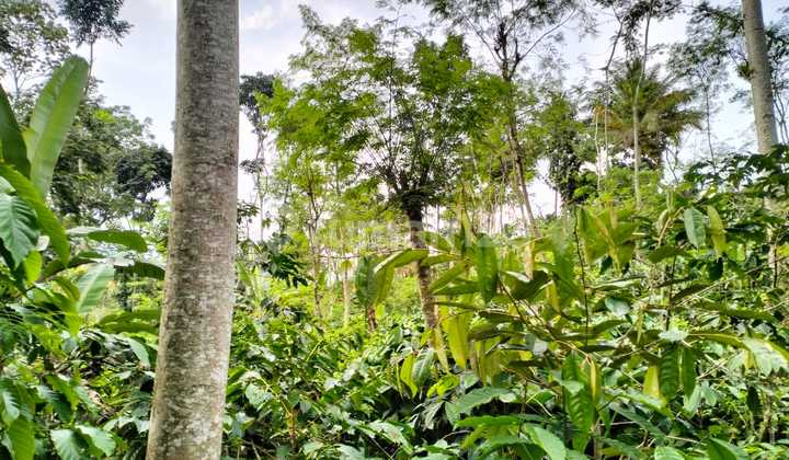 for sale productive coffee plantation in malang car accessible