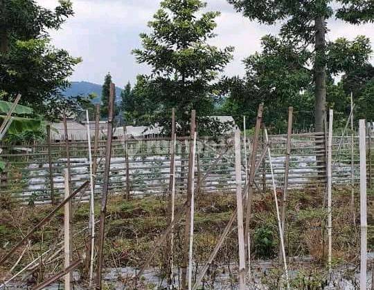 Dijual tanah kebun , kontur datar , pinggir jalan 2