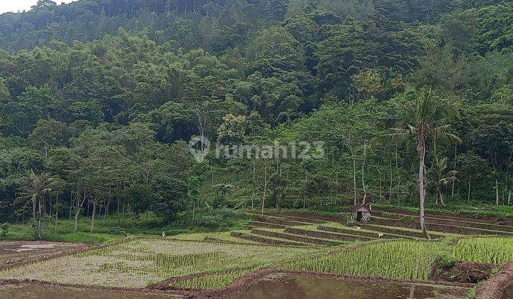 Jual sawah produktif  panen 3 x setahun,view pegunungan,udara sejuk,sumber air melimpah, penghasil padi terbaik d Lawang 2