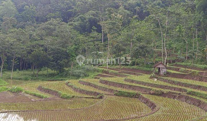 Jual sawah produktif  panen 3 x setahun,view pegunungan,udara sejuk,sumber air melimpah, penghasil padi terbaik d Lawang 1