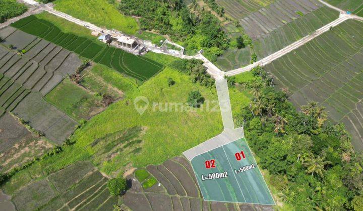 Dijual Tanah Di Pererenan Canggu Direct Owner View Sawah 2