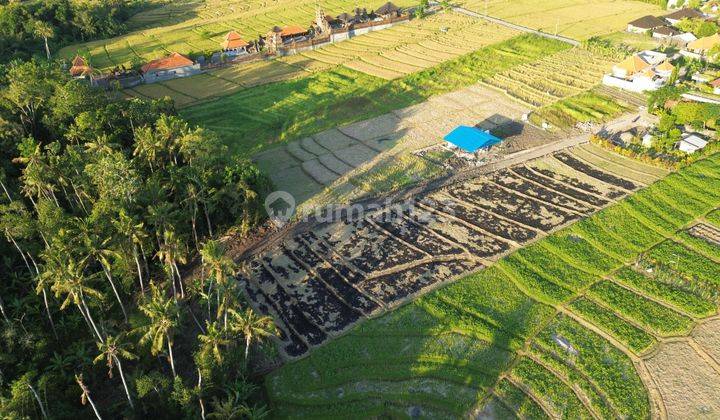 Tanah Kavling Cemagi Area Villa View Sawah Dan Sunset  1