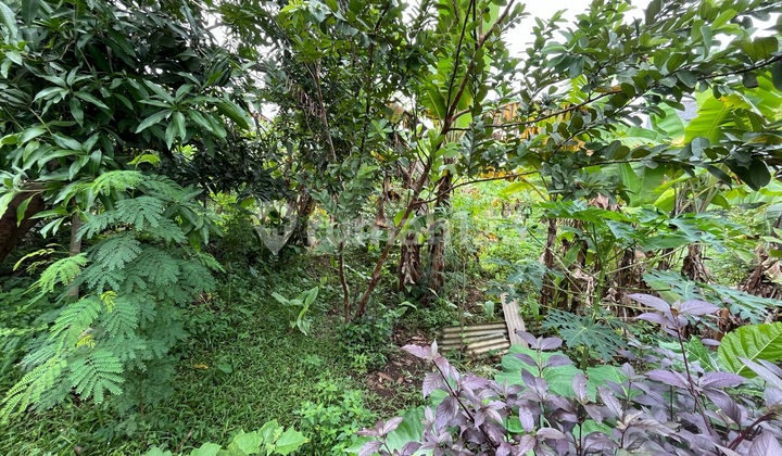 Jual Tanah Dibawah NJOP di Tembalang Cocok untuk Kost-Kostan 1