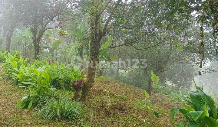 Tanah SHM Murah 2,2 Hektar di Trawas Mojokerto Bonus Villa Tanah SHM Murah 2,2 Hektar di Trawas Mojokerto Bonus Villa