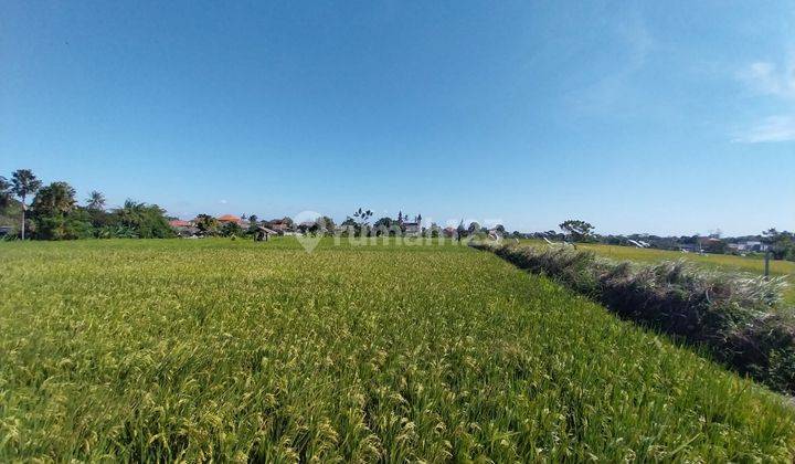 CALVING LAND IN DALUNG NEAR BABAKAN CANGGU 1