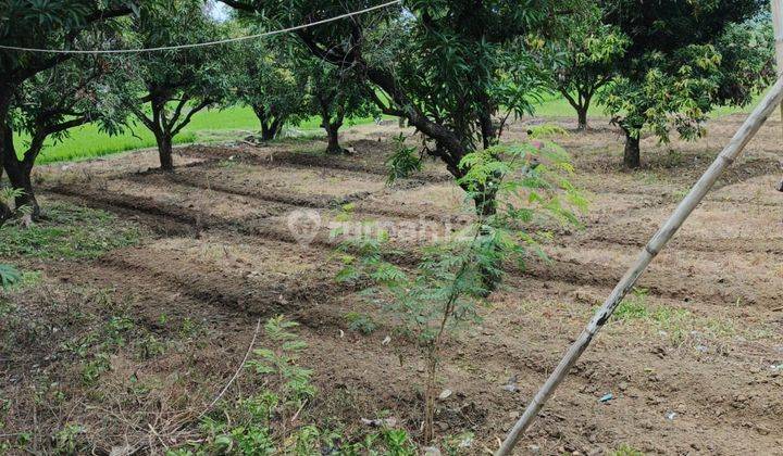 Tanah kebun mangga produktif di tomo sumedang lokasi strategis 2