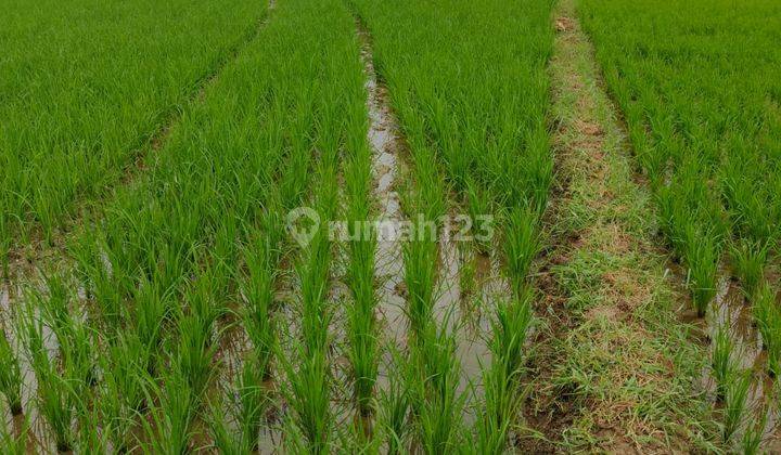 Tanah sawah dan kebun produktuf di tomo sumedang  2