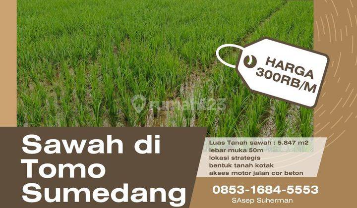 Tanah sawah  produktif di tomo sumedang lokasi strategis 1