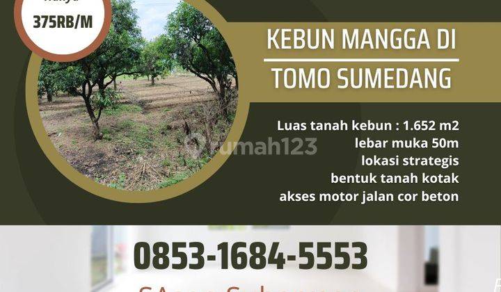 Tanah kebun mangga produktif di tomo sumedang lokasi strategis 1