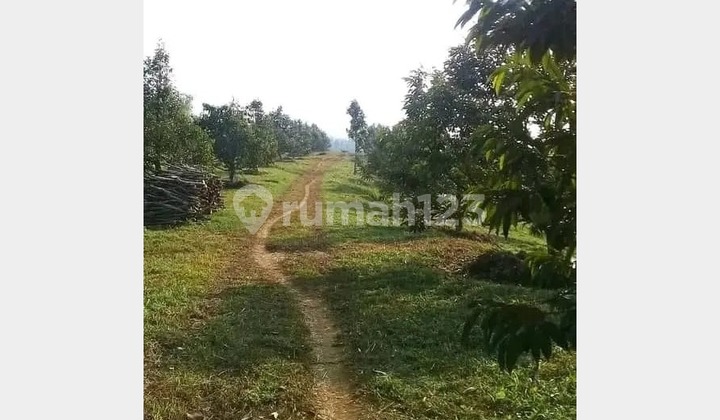 For Sale Productive Plantation Land 130 Ha in Ciemas Sukabumi - Ready to Harvest & Suitable for Agrotourism Investment! (022)