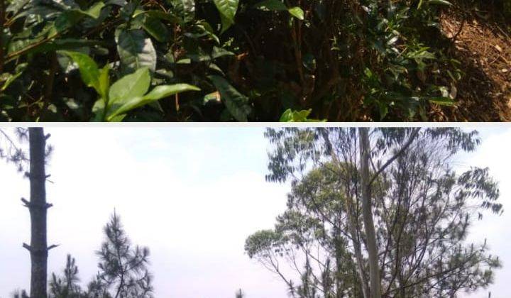 Tanah Dijual Pangalengan Bandung Kawasan Wisata Kebun Pinus 2