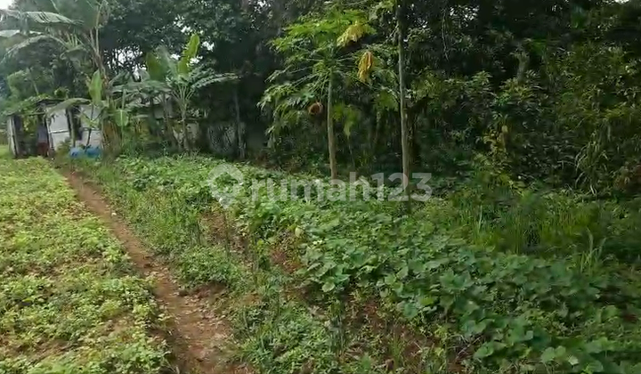 Sale of active agricultural land at 400,000/meter in Cimanggu, Bogor Regency.