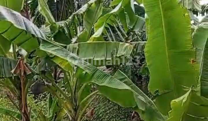 Di Jual Cepat Tanah Strategis 2 Hektar Pinggir Jalan