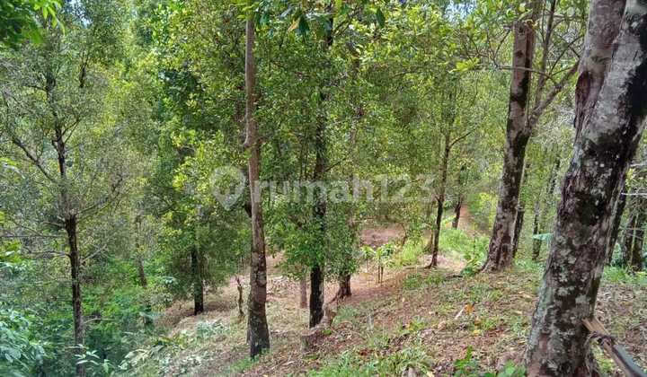 Di Jual Cepat Tanah Lahan Pohon Cengkeh Siap Panen Cisolok Sukabumi Di Jual Cepat Tanah Lahan Pohon Cengkeh Siap Panen Cisolok Sukabumi