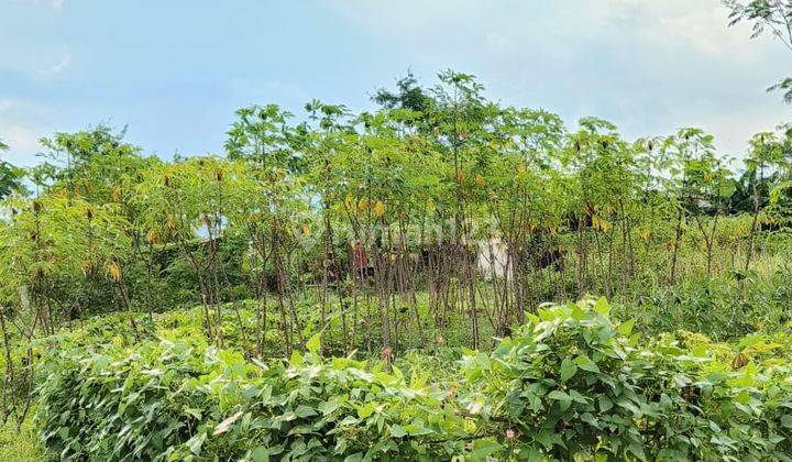 Tanah di Ketawang Gondanglegi Dekat Pondok Al rifa ie 1