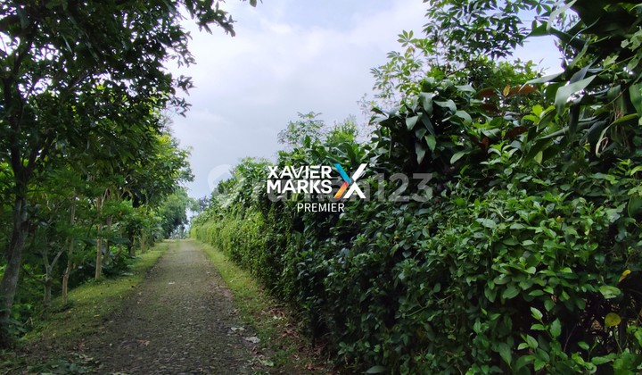 Lahan Kebun Jeruk Produktif di Bumiaji, Kota Batu