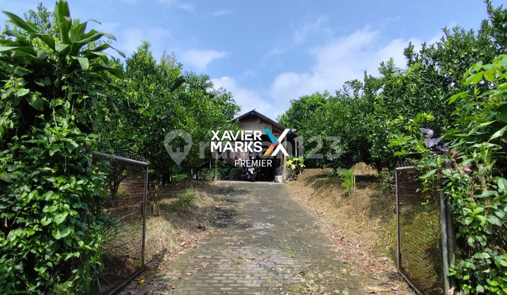 Lahan Kebun Jeruk Produktif di Bumiaji, Kota Batu Lahan Kebun Jeruk Produktif di Bumiaji, Kota Batu