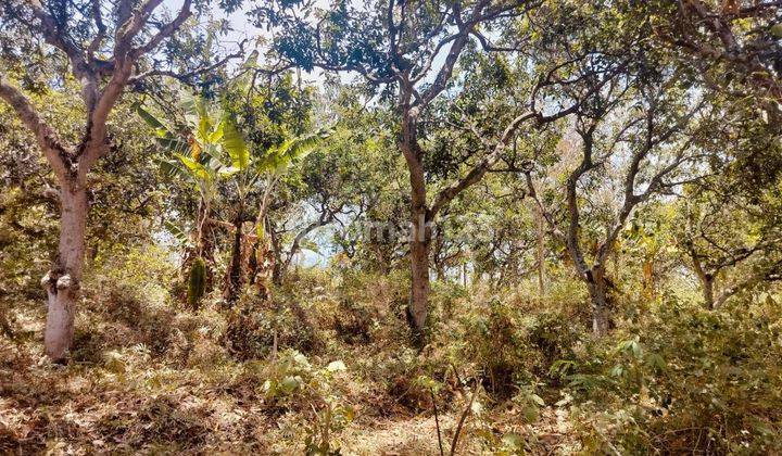 Tanah Perkembunan Mangga Di Desa Ngembal Keb. Pasuruan Id965  2