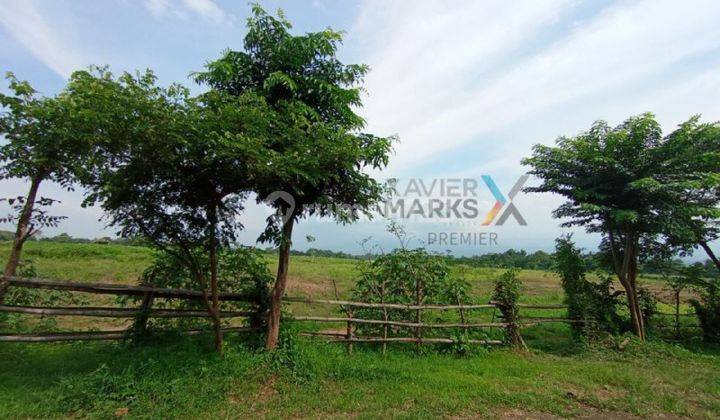Tanah Lahan Kuning Di Desa Benerwojo Cobanjoyo Kejayan Pasuruan  1