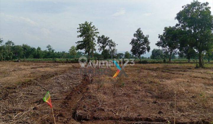 Tanah Lahan Kuning Di Desa Benerwojo Cobanjoyo Kejayan Pasuruan  2