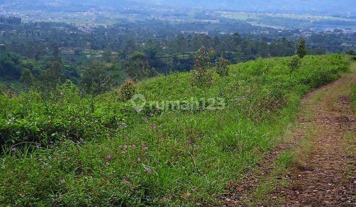 Murah Tanah Kebun Produktif di Gambung Ciwidey 2