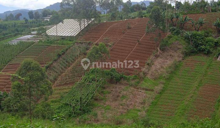 Murah Tanah Kebun Produktif di Gambung Ciwidey 1