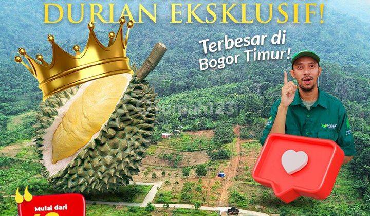 Tanah Kavling Vila Siap Bangun Dan Kebun Durian Bogor 1