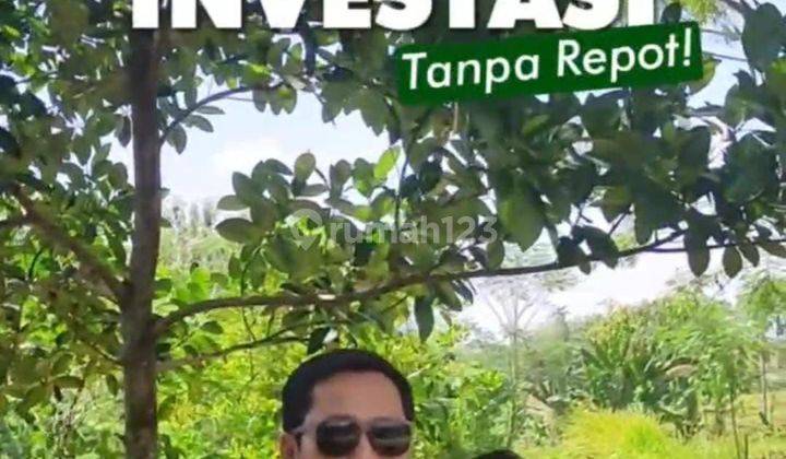 Tanah Eksklusif Vila dan Agrowisata Durian Terbesar Bogor Timur  1