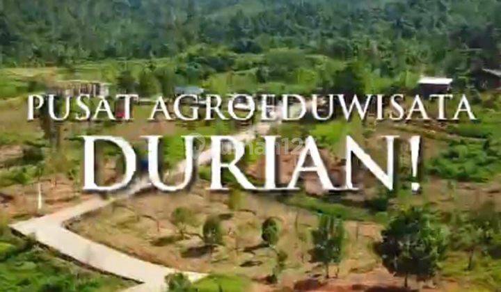 Jual Kavling Agrowisata Durian Terluas di Bogor Timur 1