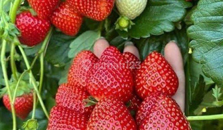 Kavling Eksklusif Vila dan Wisata Kebun Strawbery Ciwidey Bandung 1