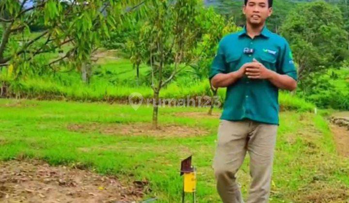 Jual Kavling Agrowisata Durian Terluas di Bogor Timur 2