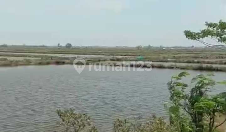 Di Losari Cirebon Tanah di Jual 1000 Hektar , Murah 175K Per M2 Di Losari Cirebon Tanah di Jual 1000 Hektar , Murah 175K Per M2