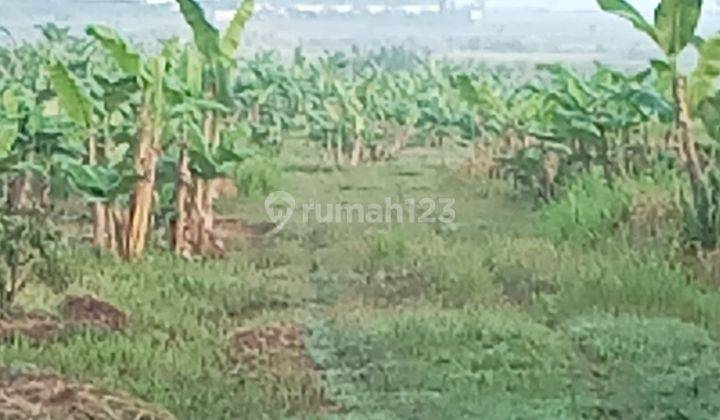 Kebun Teras Opa Winagalih Jonggol, Bogor 1