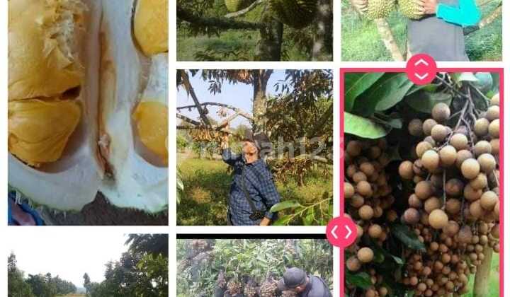 Dijual Lahan LT 130 Ha Surat SHM di Desa Ciemas Sukabumi