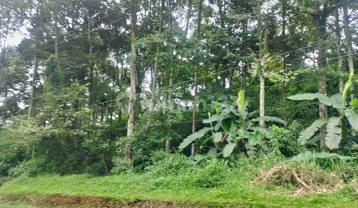 Dijual Tanah Lokasi Di Jubleg, Cijangkar, Sukabumi, Luas 197 Ha Dijual Tanah Lokasi Di Jubleg, Cijangkar, Sukabumi, Luas 197 Ha