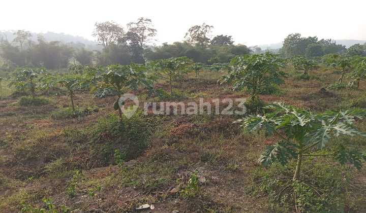 dijual tanah 25.000m2 di kp sodong klpa nunggal bogor