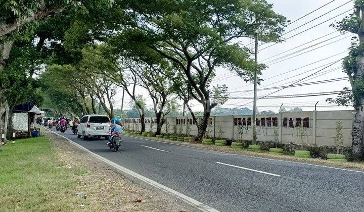 Tanah 50 Ha di Panda Asih Cibogo Subang Jawa Barat, Subang 1