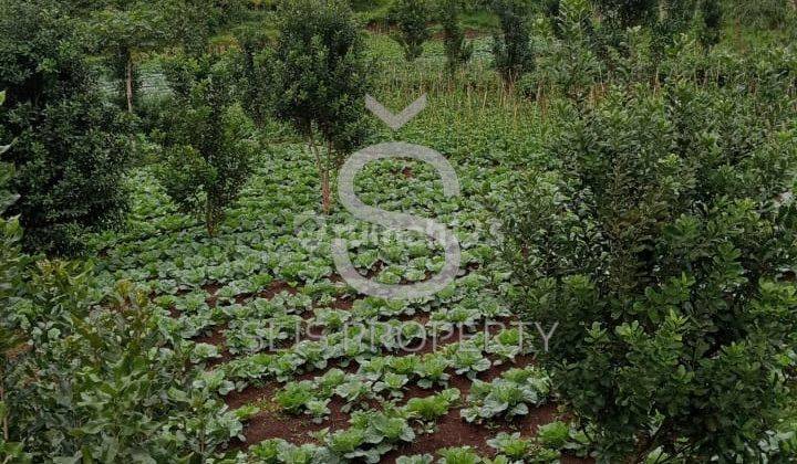 DIJUAL CEPAT DAN MURAH TANAH KEBUN DI GARUT 1
