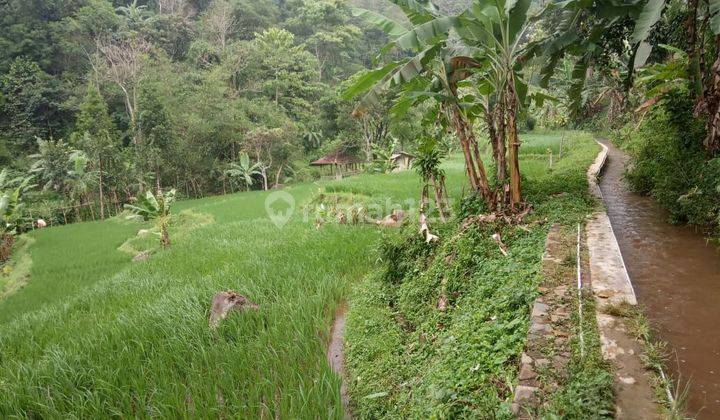 Dijual Tanah Di Sukabumi, Lokasi Di Cimande, Sekarang kebun Durian 1