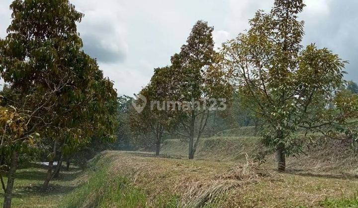 Dijual Tanah Di Sukabumi, Lokasi Di Cimande, Sekarang kebun Durian 2