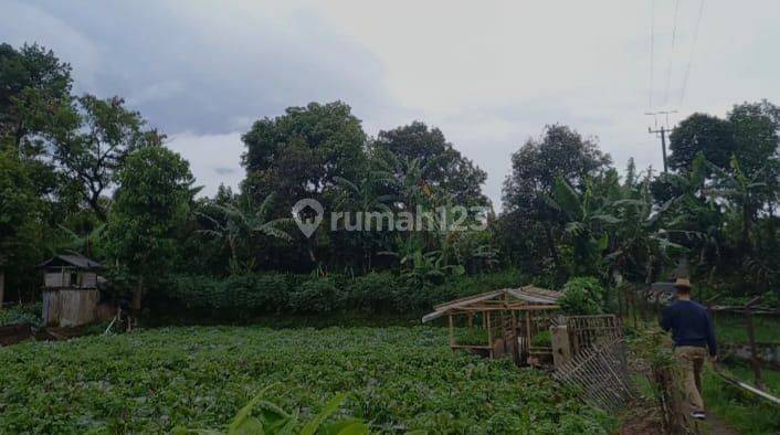 Dijual Tanah Kebun di Cikole Lembang 2