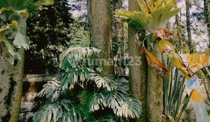 Tanah Murah Harga Dibawah NJOP Bagus Luas 2.5 Are SHM Setiabudi