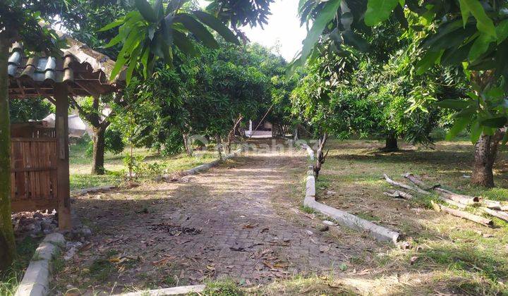 Dijual Tanah Kebun Mangga di Pasuruan Jawa Timur 2