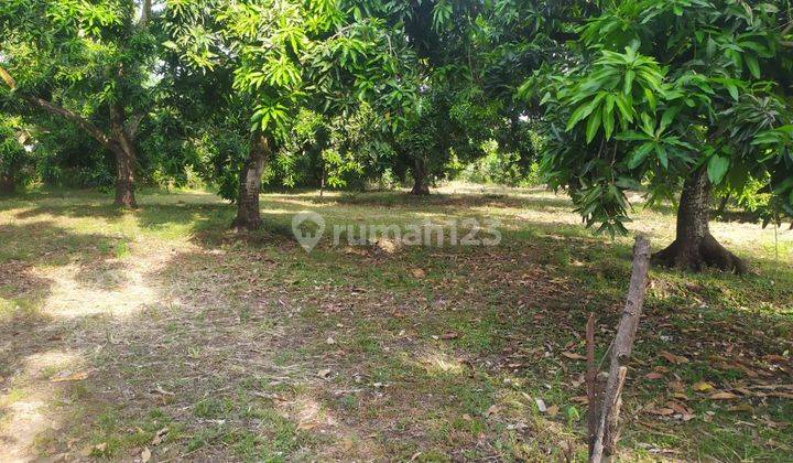 Dijual Tanah Kebun Mangga di Pasuruan Jawa Timur 2