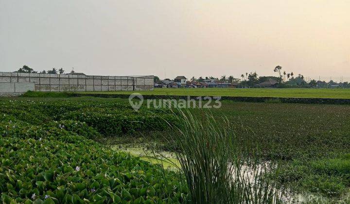 Dijual Tanah 3 Hektar Di Pakuhaji Tangerang 1