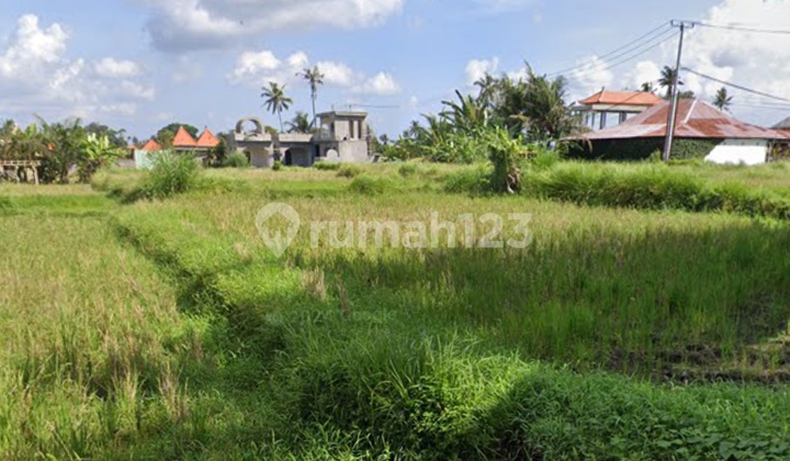 Tanah Kontrak Luas 10 Are di Gelogor Ubud Gianyarbali Tanah Kontrak Luas 10 Are di Gelogor Ubud Gianyarbali