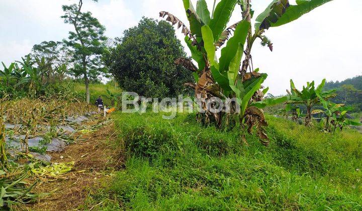 TANAH DI DEPAN BUMI PESONA CISARUA 2