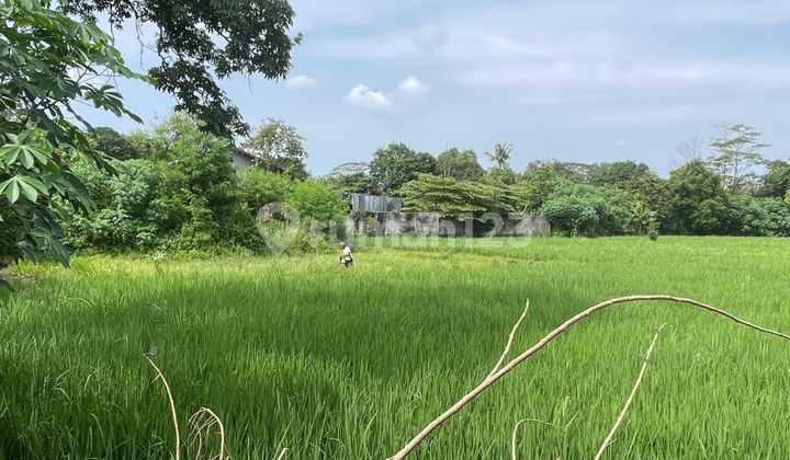 Kavling Curug, Tangerang, SHM, Sangat Strategis, Cocok untuk Investasi Kavling Curug, Tangerang, SHM, Sangat Strategis, Cocok untuk Investasi