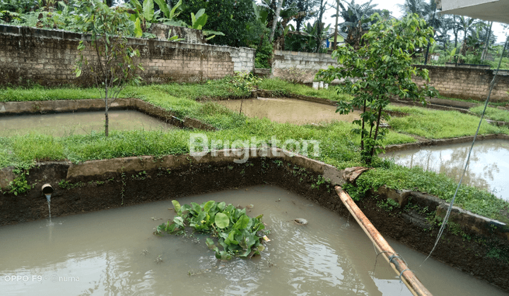 TANAH ADA 9 AMBAK IKAN 1